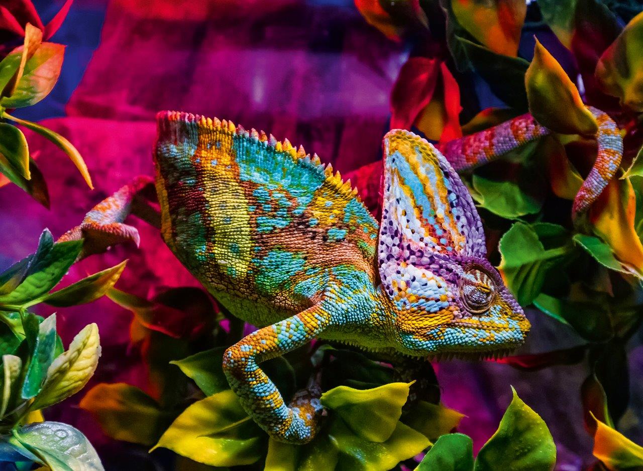 Ravensburger Chameleon 500 Piece Jigsaw Puzzle - Image 2
