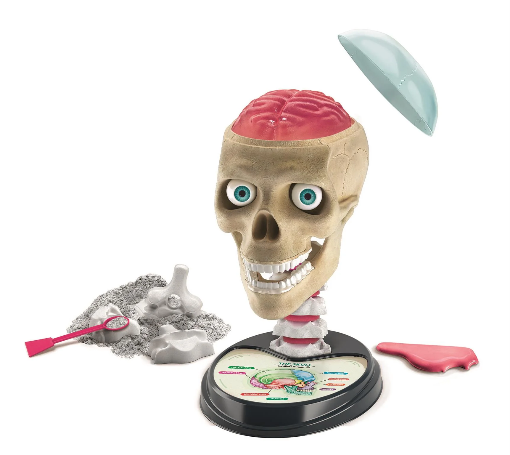 Crazy Anatomy - Image 2