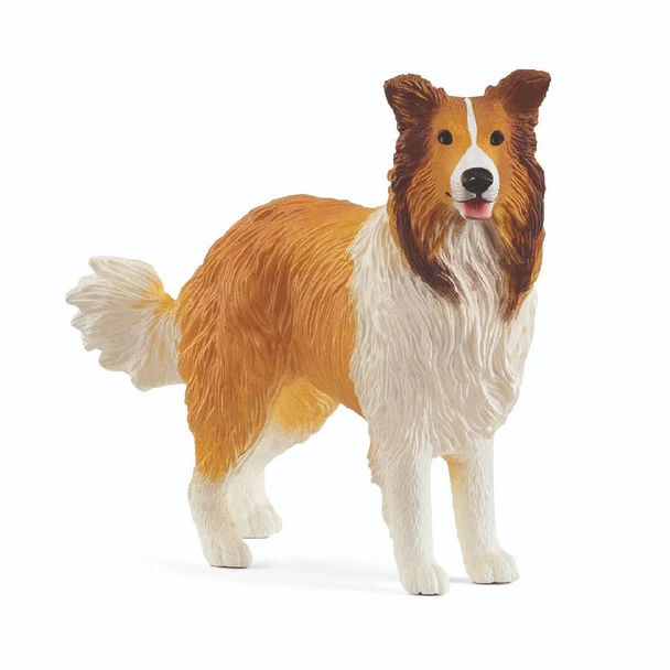 CollieĀ