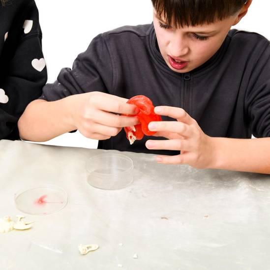 Dinosaur Excavation Kit - Image 3