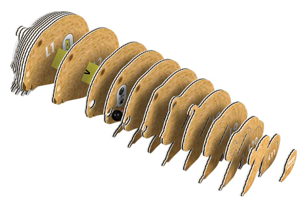 EUGY Wombat - Image 3