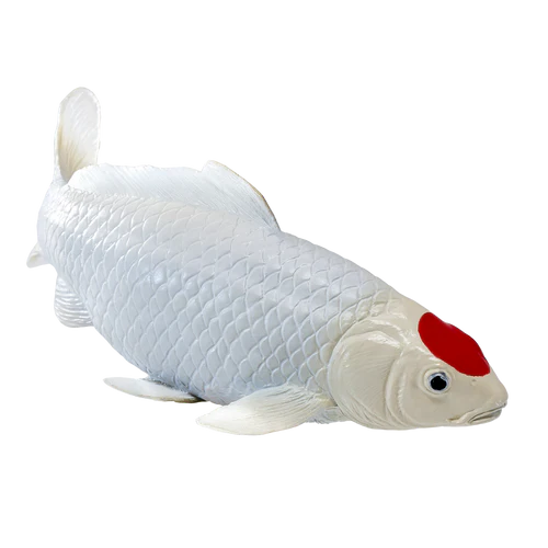 Mojo Tancho Koi Carp - Image 2