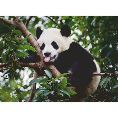 Ravensburger Panda Bear 500 Piece Jigsaw Puzzle - Image 2