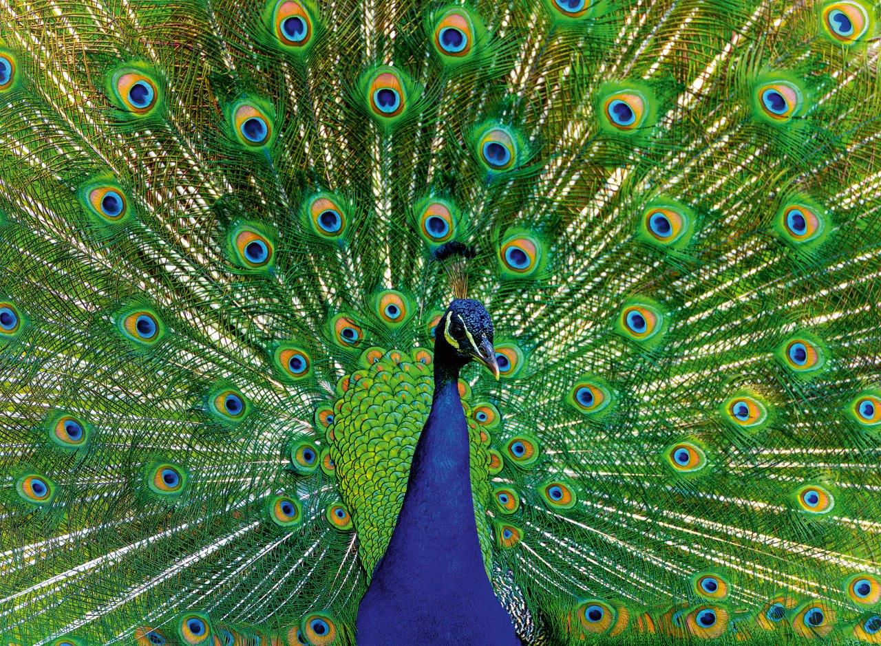 Ravensburger Peacock 500 Piece Jigsaw Puzzle - Image 2