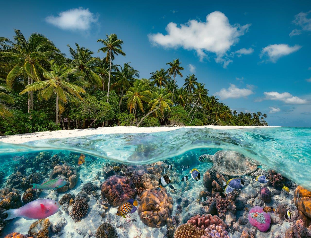 Ravensburger A Dive in the Maldives 2000 Piece Jigsaw Puzzle - Image 2