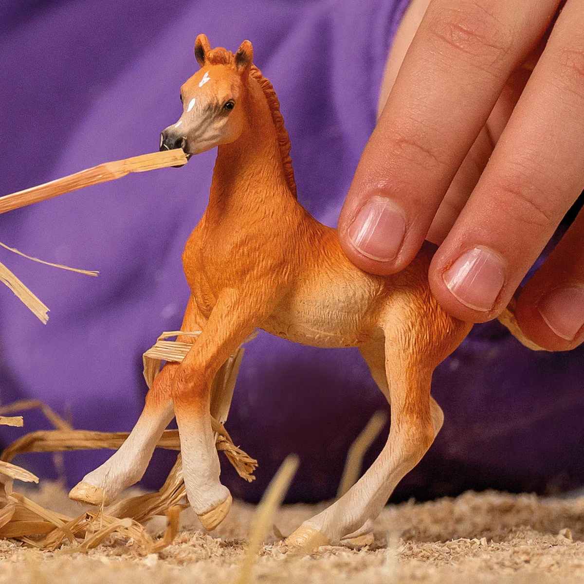 Arab foal - Image 2