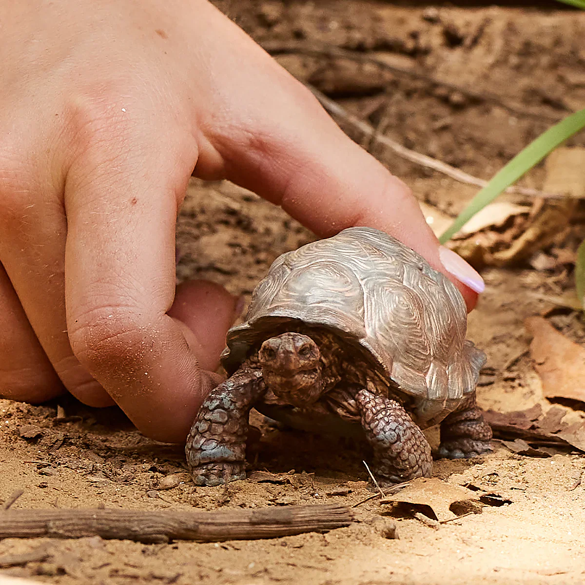 Giant tortoise - Image 2