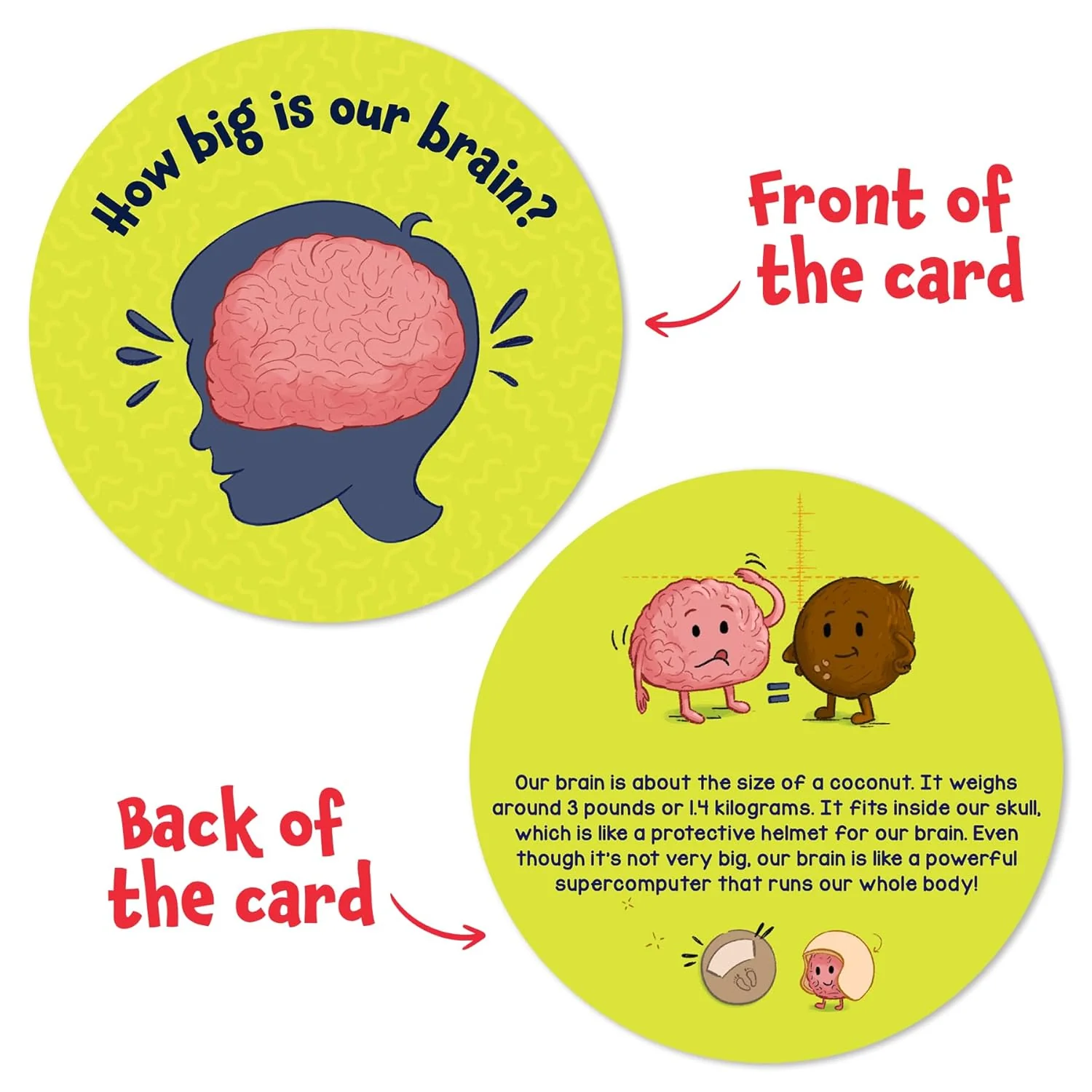 Science Snippet Human Body - Image 7