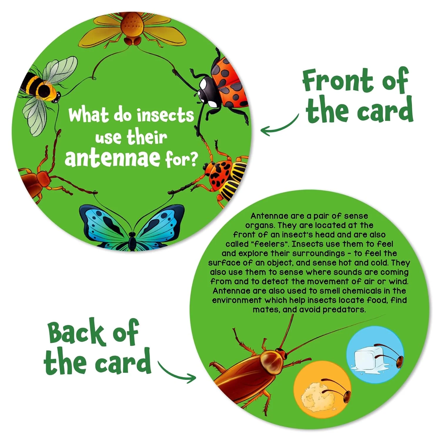 Science Snippets All About Animals - Image 7